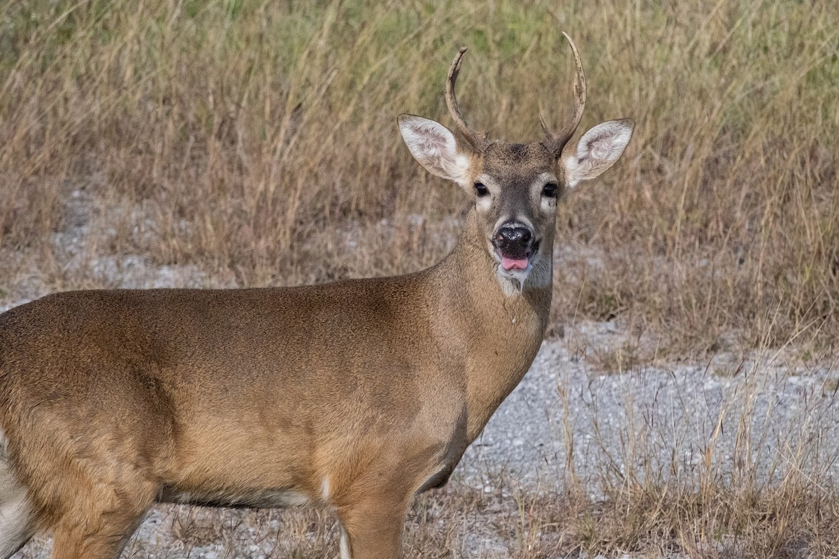 White-tailed Deer - ML645559774