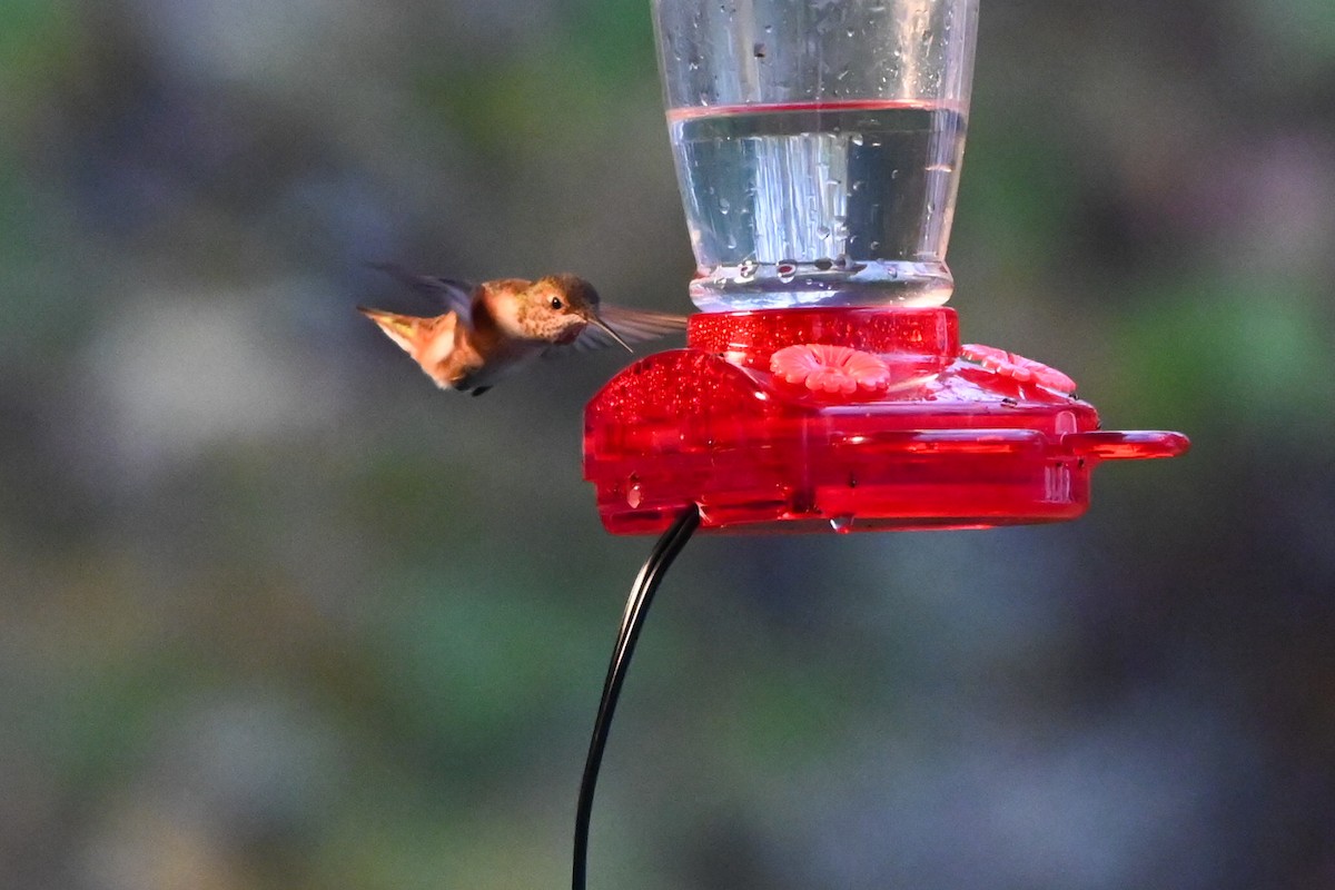 kalypta rezavolesklá - ML645559775