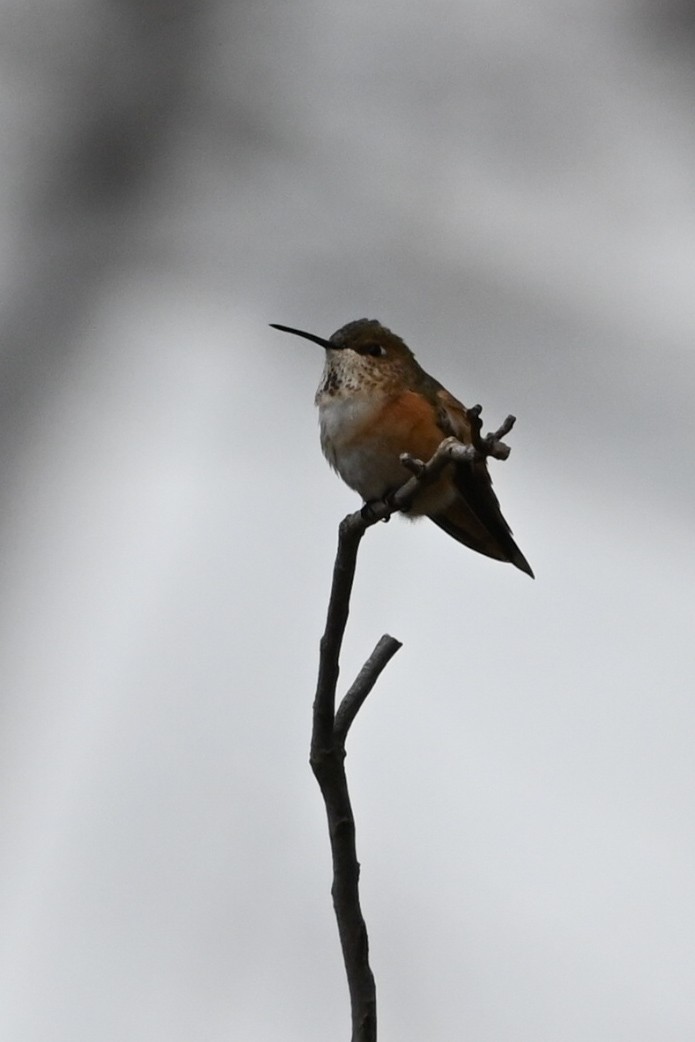 kalypta rezavolesklá - ML645559776