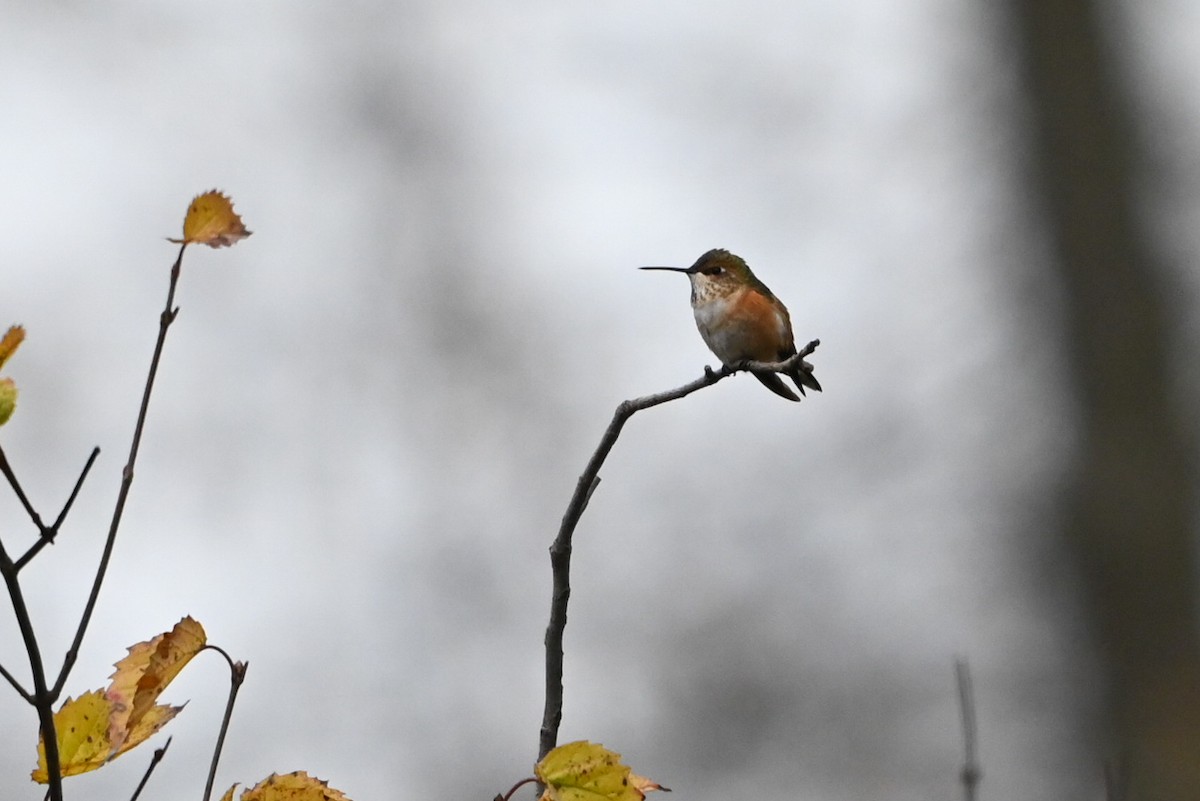 kalypta rezavolesklá - ML645559777