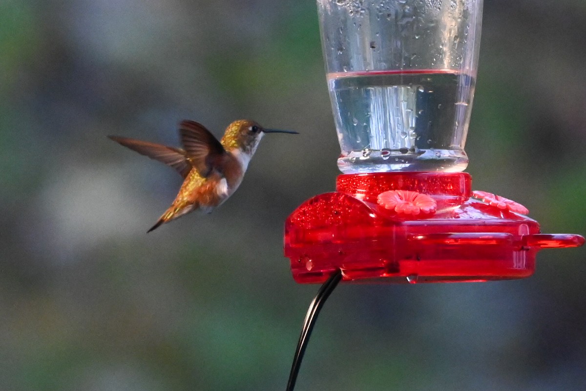 Rufous Hummingbird - ML645559778