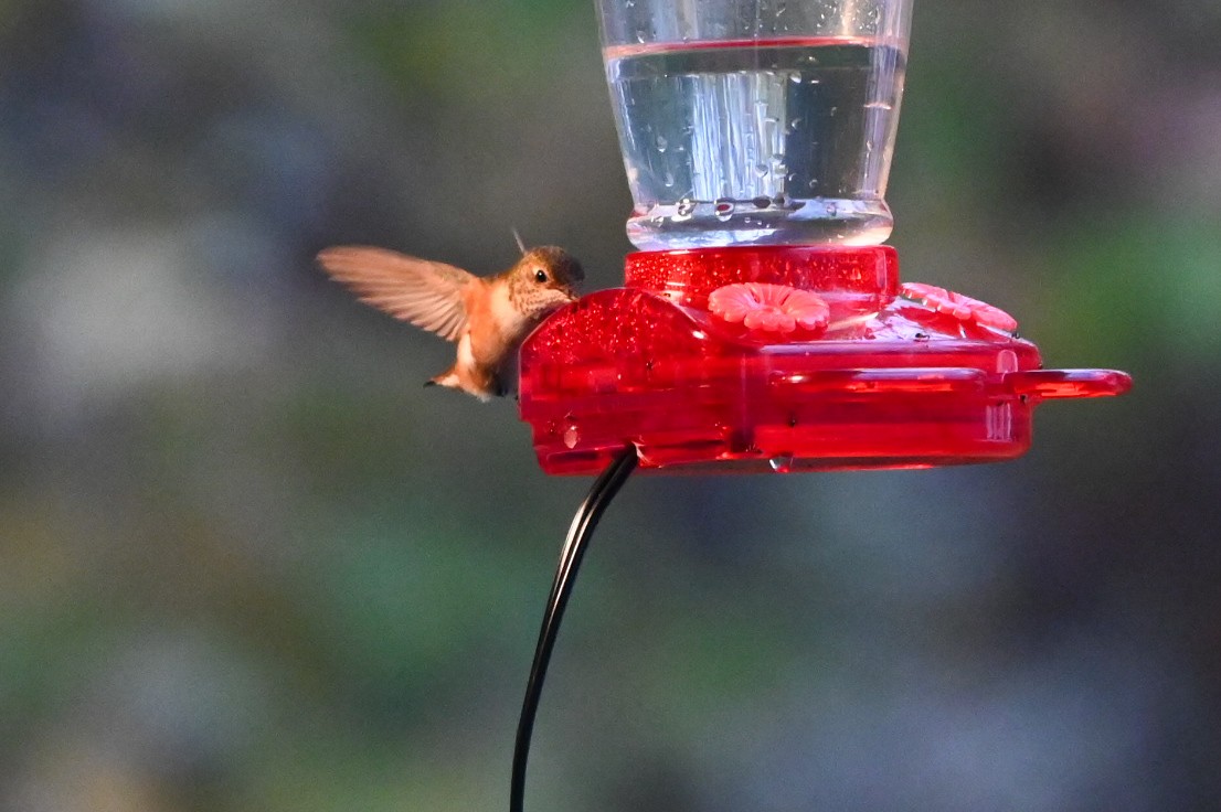 kalypta rezavolesklá - ML645559779