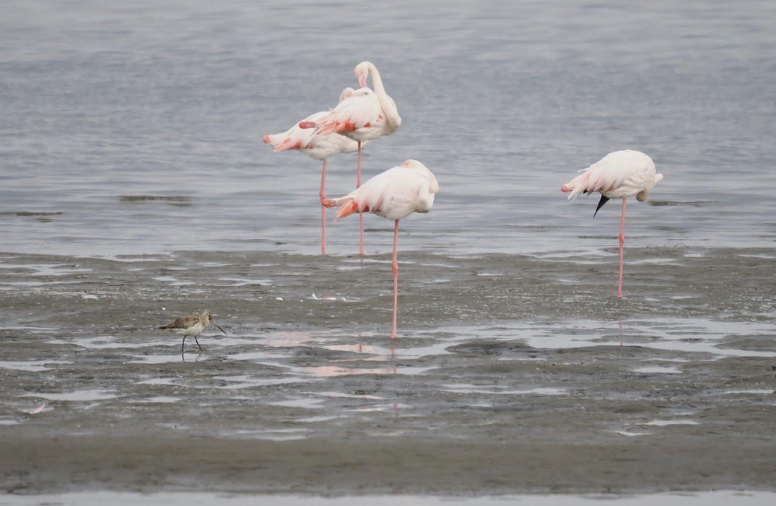 plameňák růžový - ML645559780