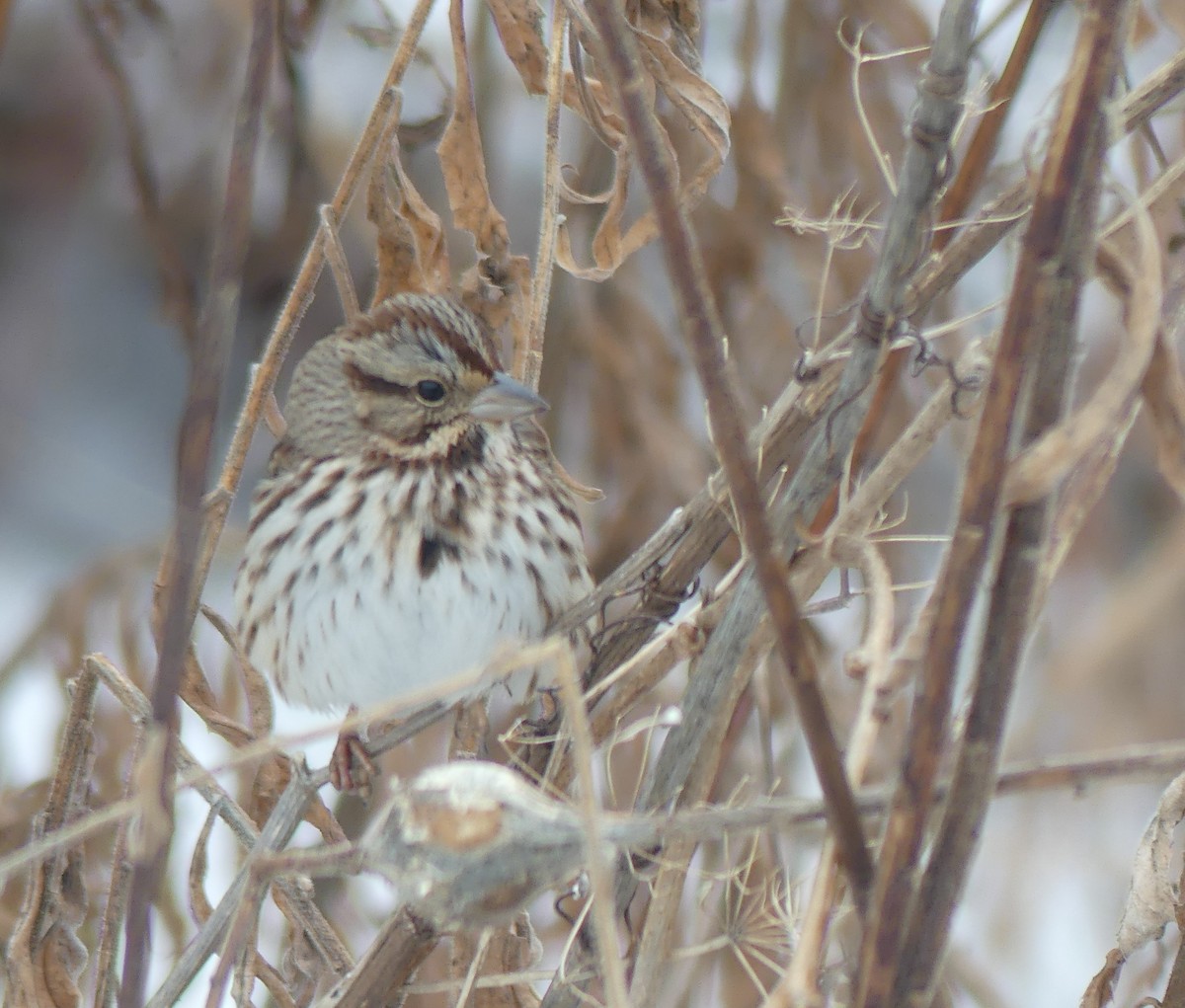 strnadec zpěvný - ML645559781