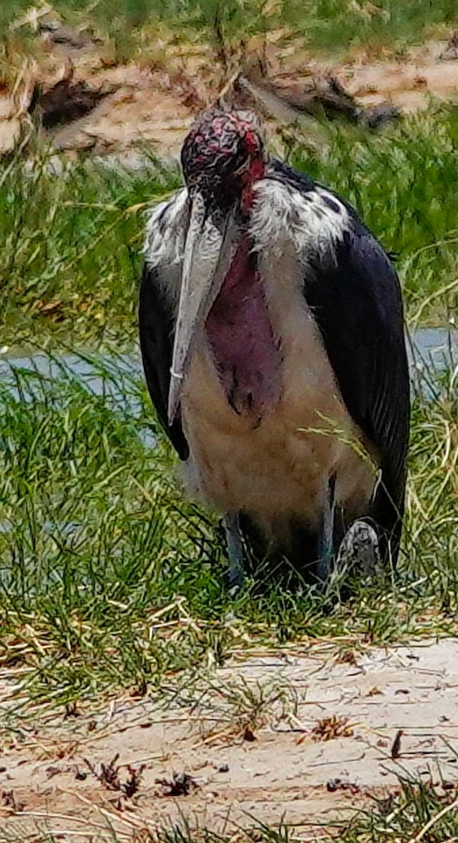 marabu africký - ML645559783