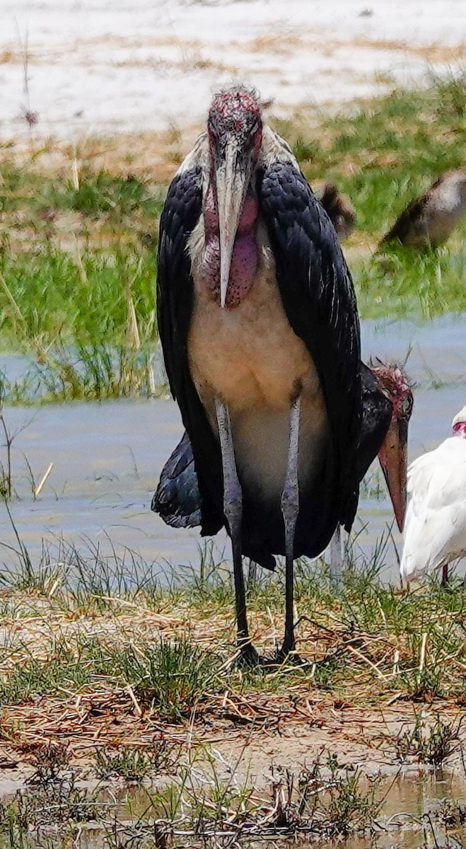 marabu africký - ML645559784