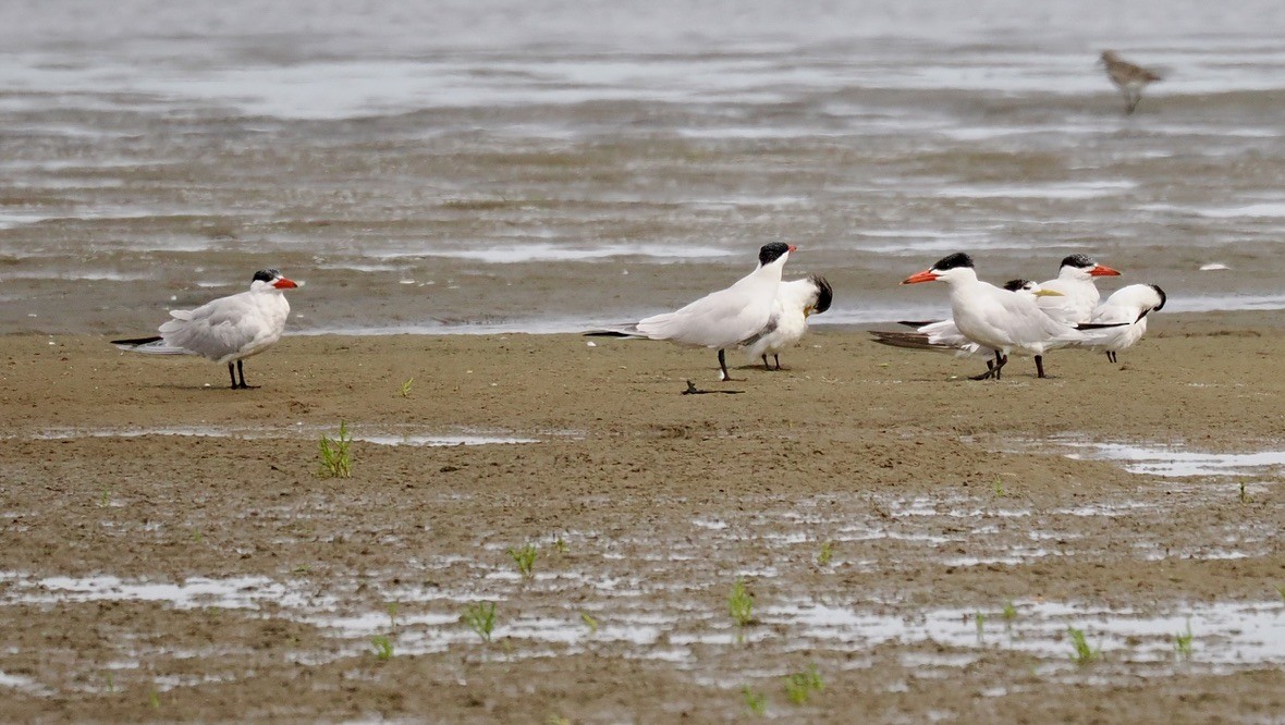 rybák velkozobý - ML645559787