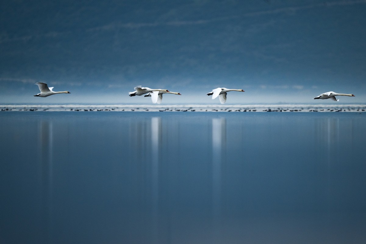 labuť velká - ML645559788