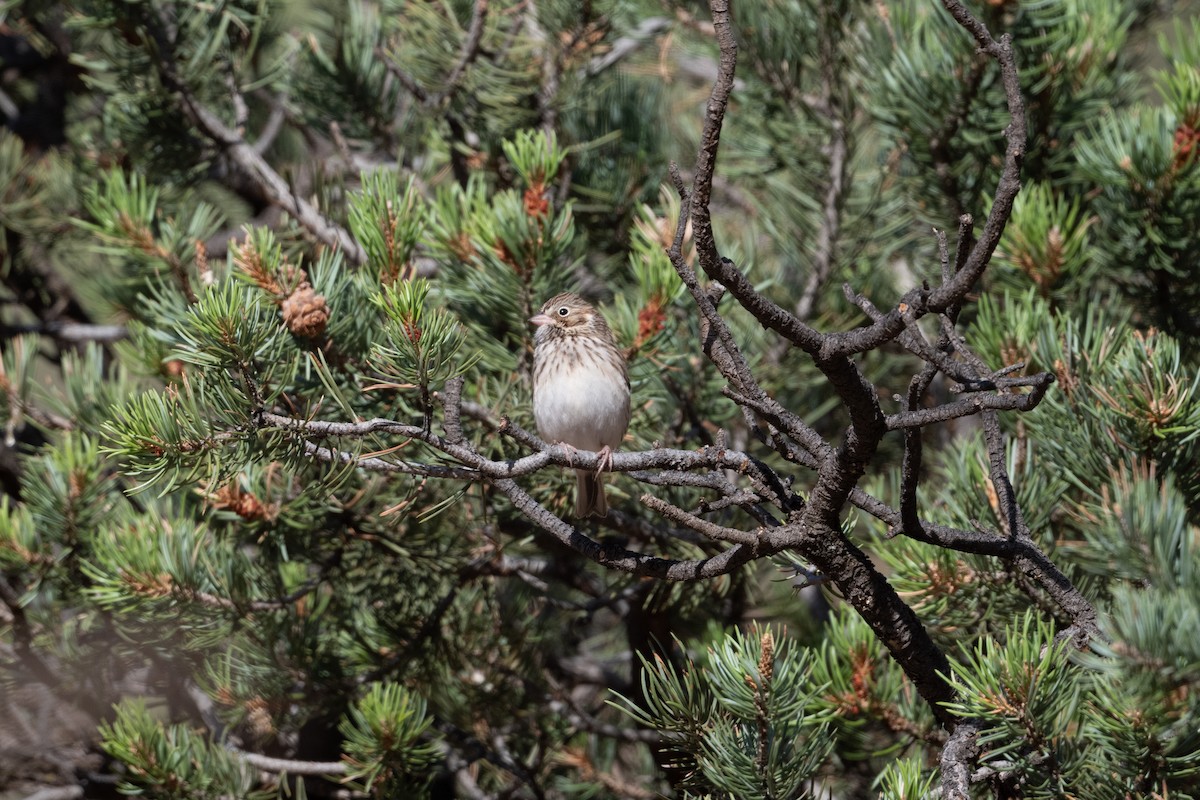 Vesper Sparrow - ML645559789