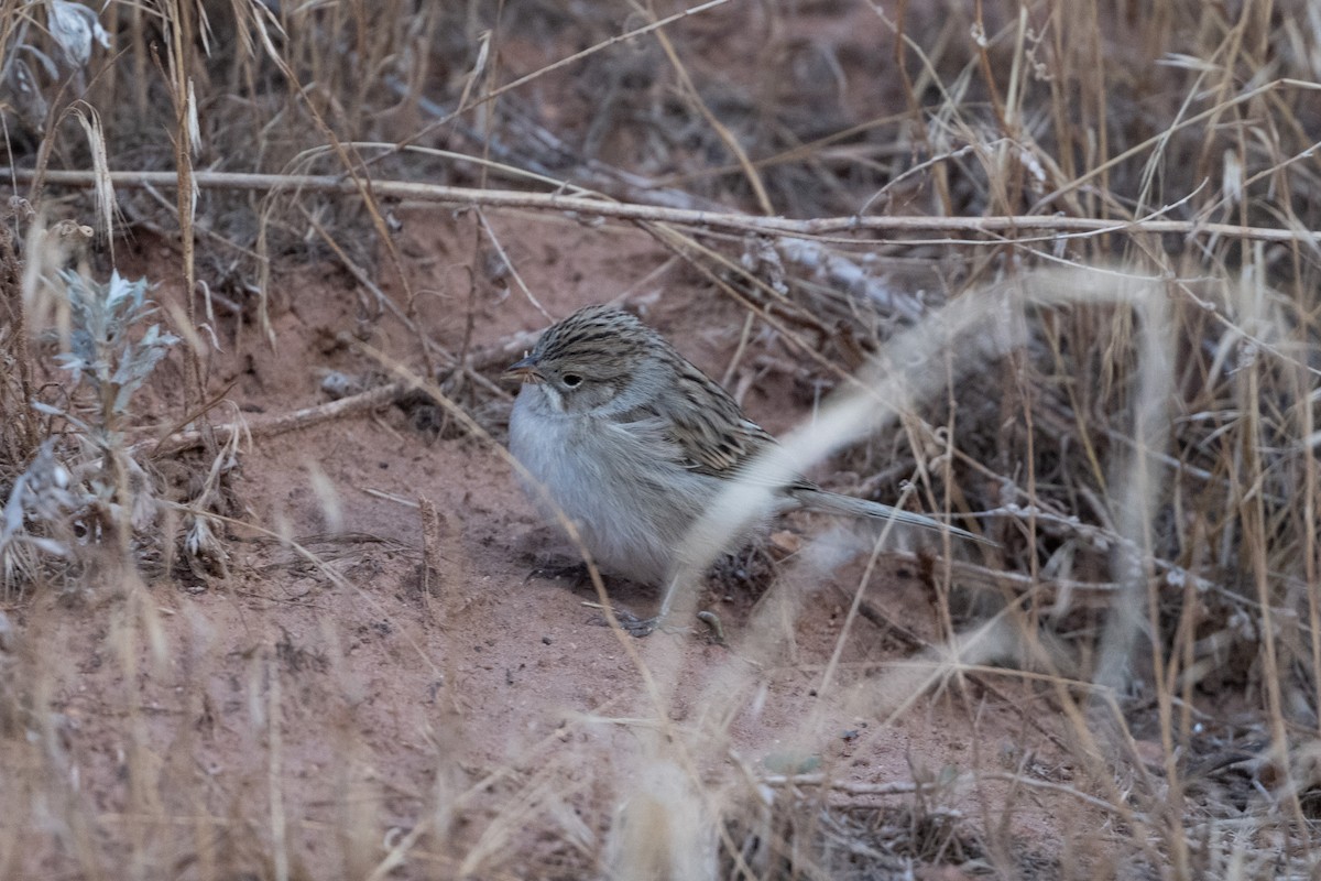 Brewer's Sparrow - ML645559790