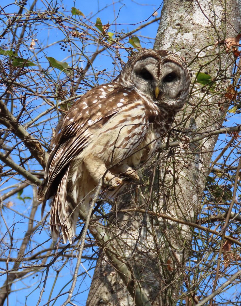 puštík proužkovaný - ML645559794