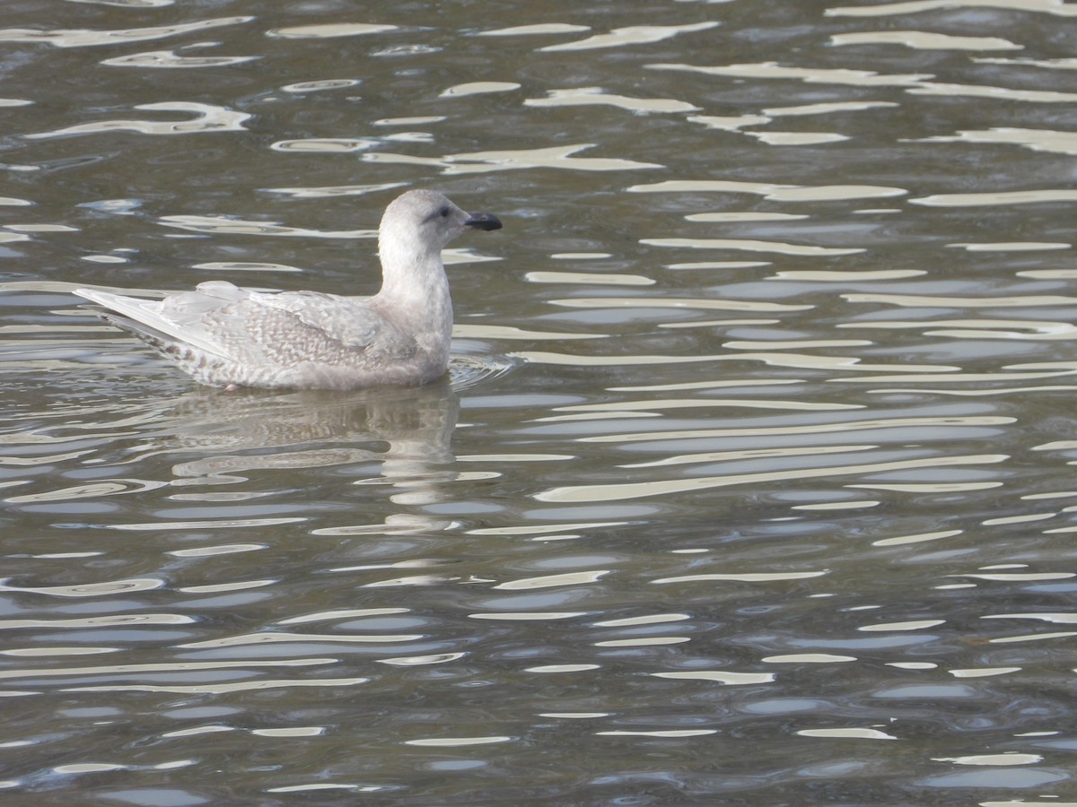 racek šedokřídlý - ML645559795