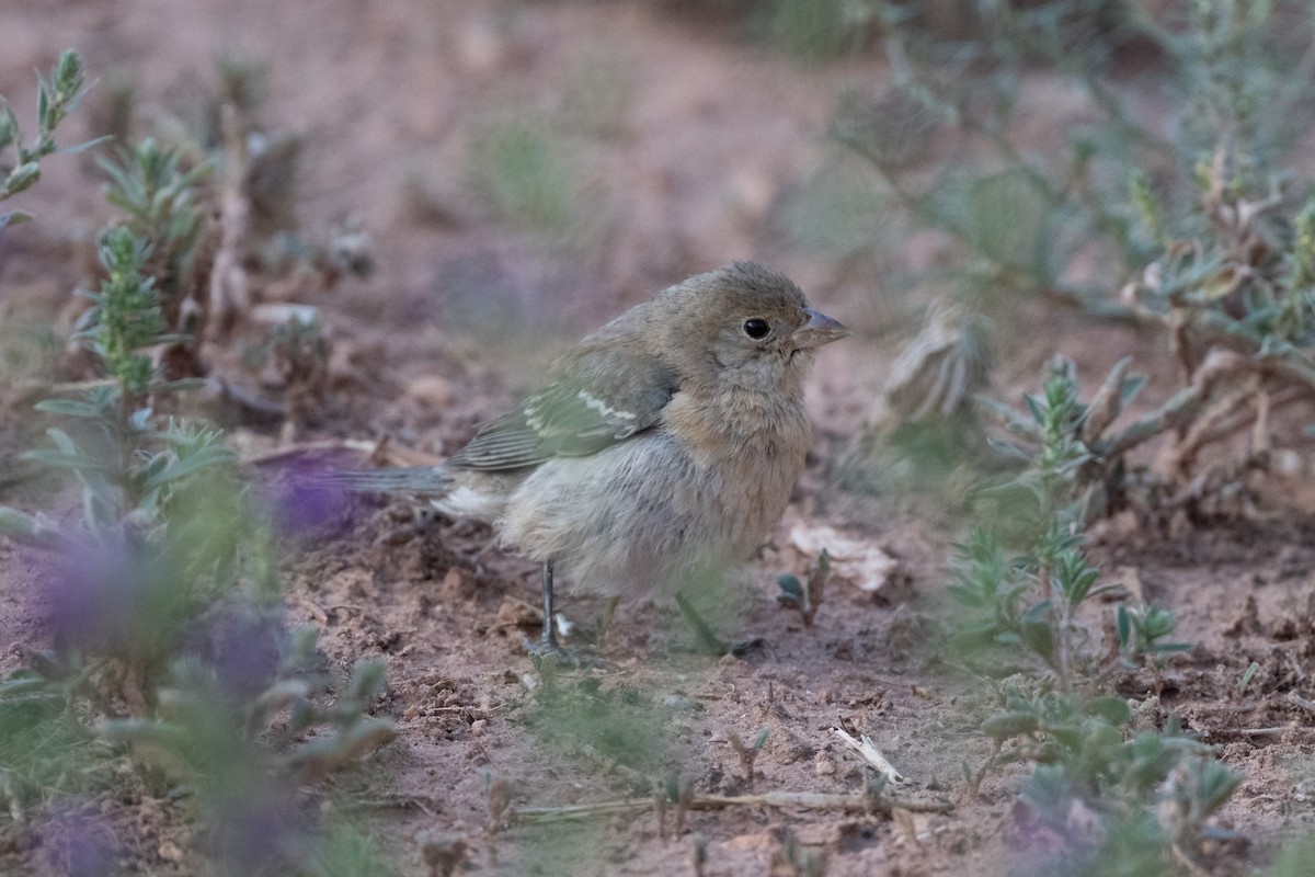 papežík lazurový - ML645559796