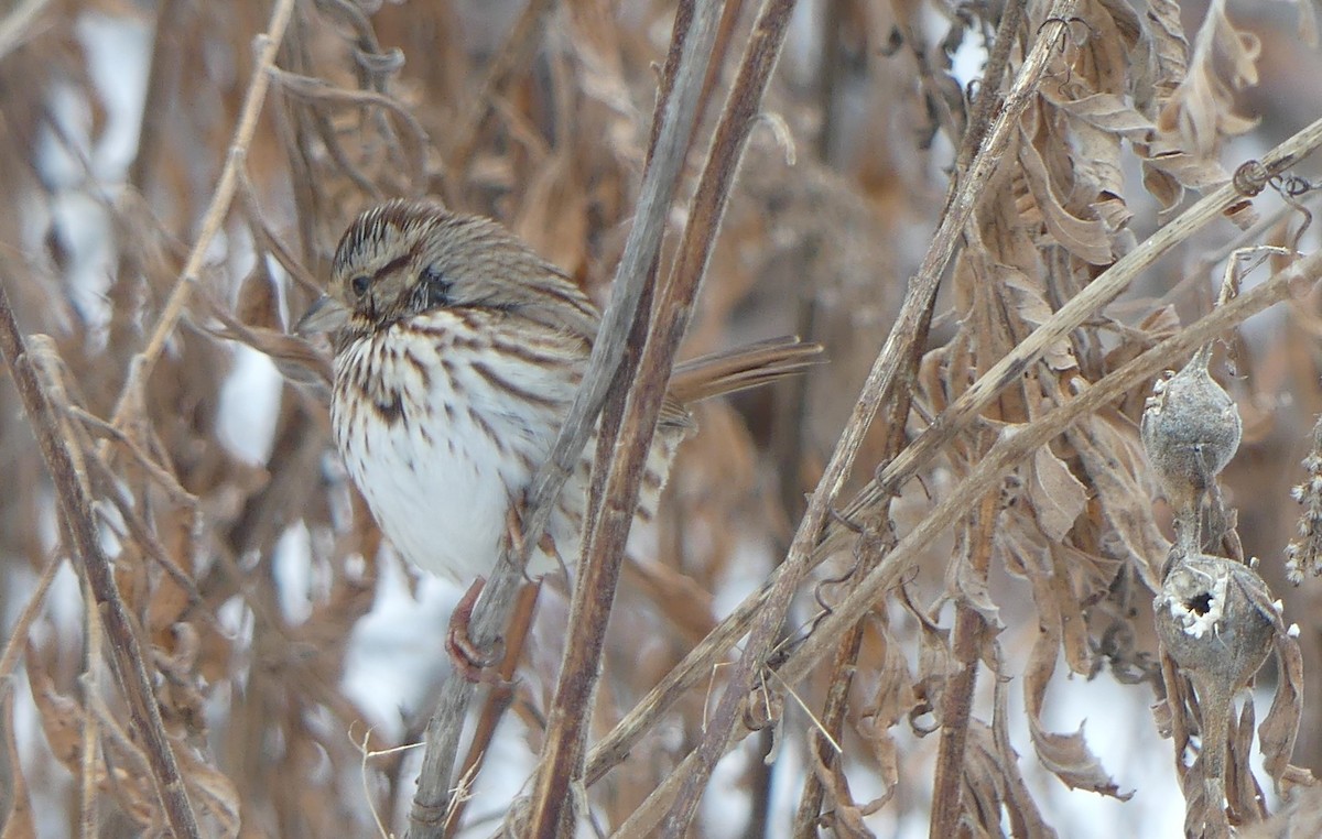 strnadec zpěvný - ML645559797