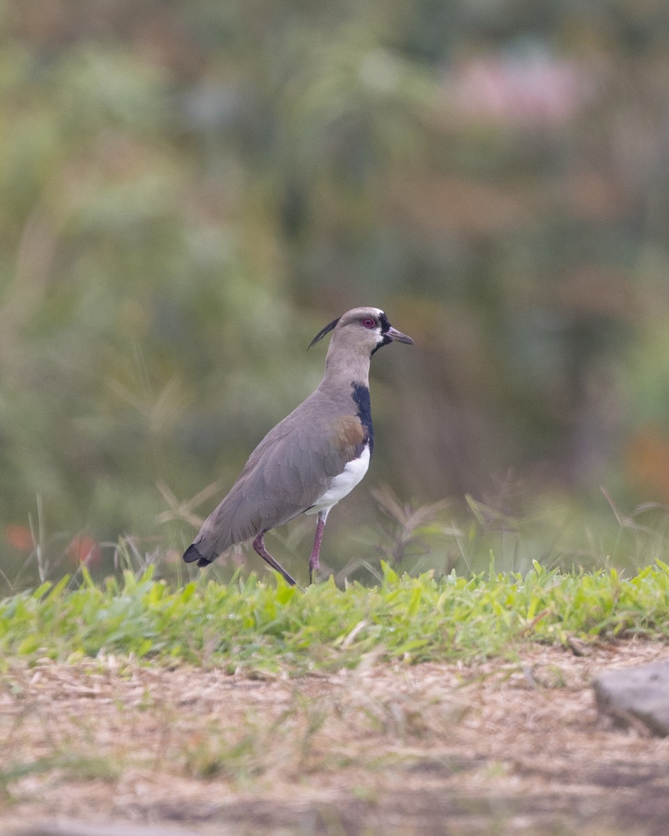 čejka jihoamerická - ML645559798