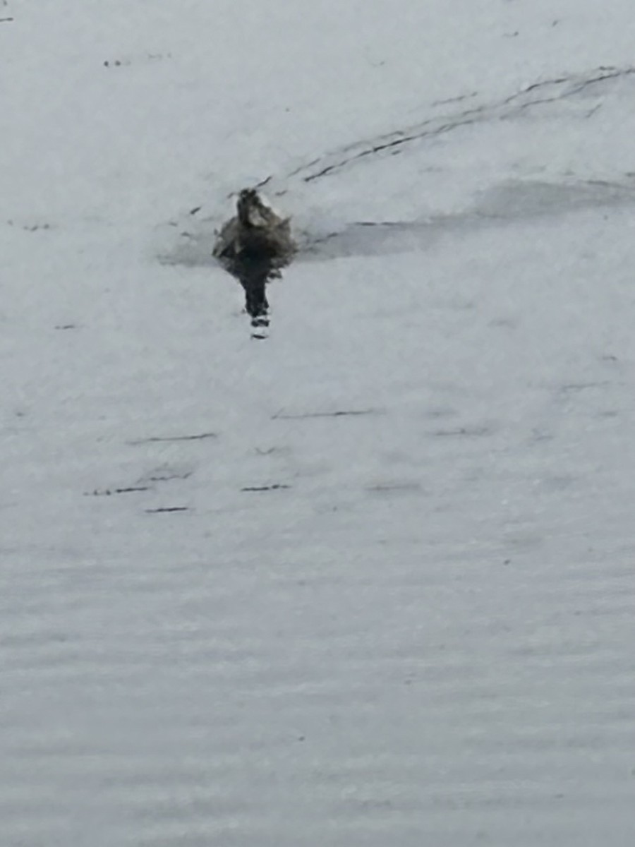 kachna divoká - ML645559799