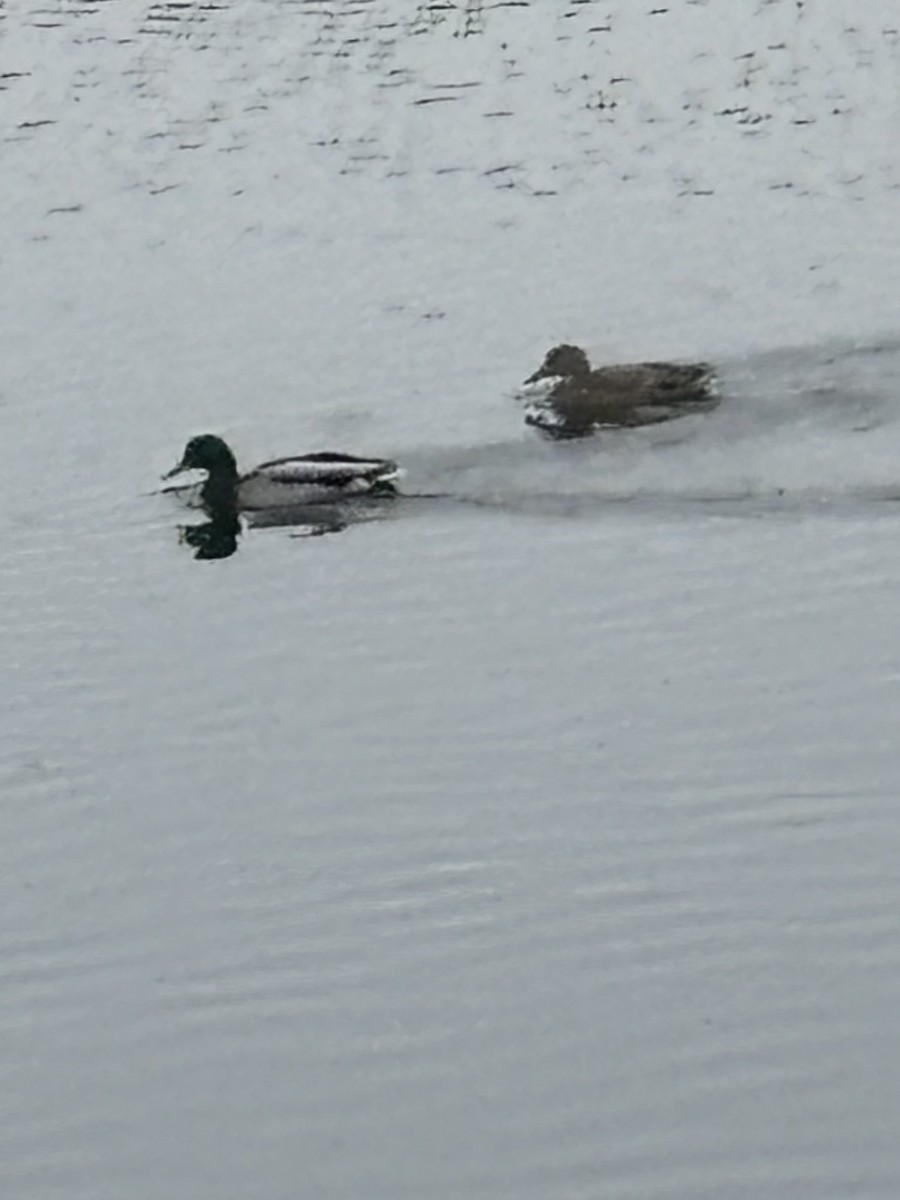 kachna divoká - ML645559800