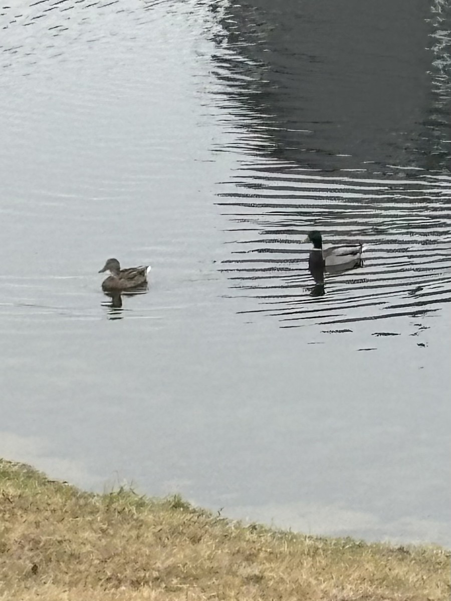 kachna divoká - ML645559801