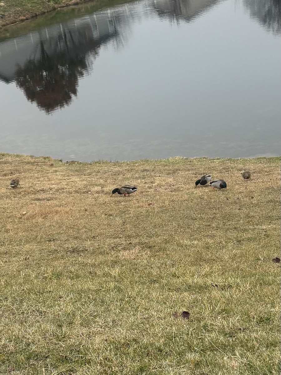 kachna divoká - ML645559802