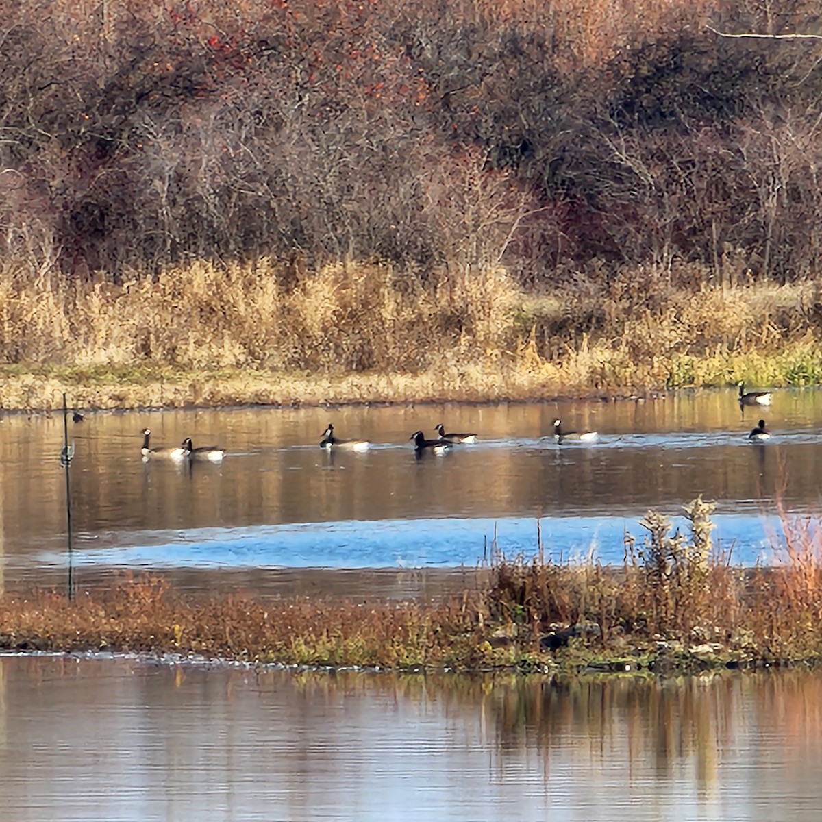 berneška velká - ML645559807