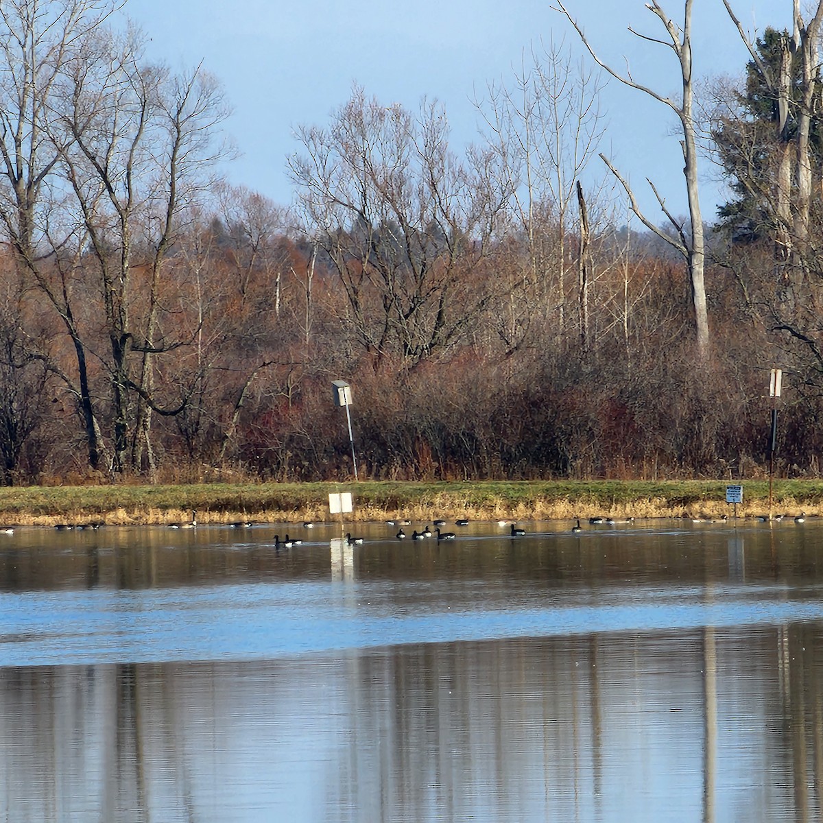 berneška velká - ML645559808