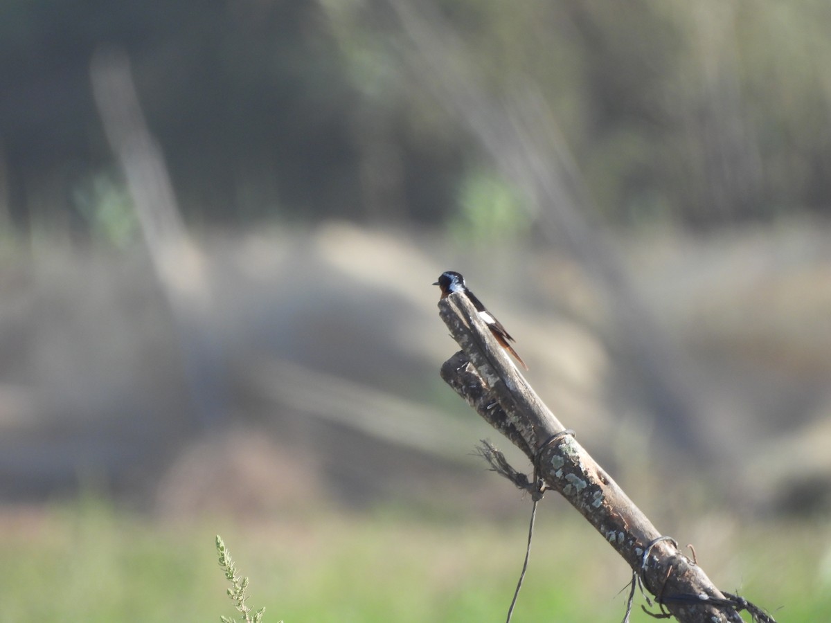 rehek severoafrický - ML645559816