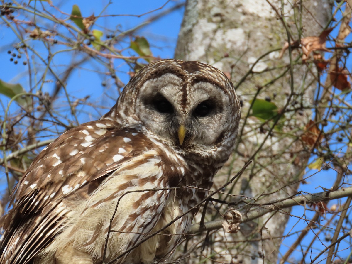 Barred Owl - ML645559818