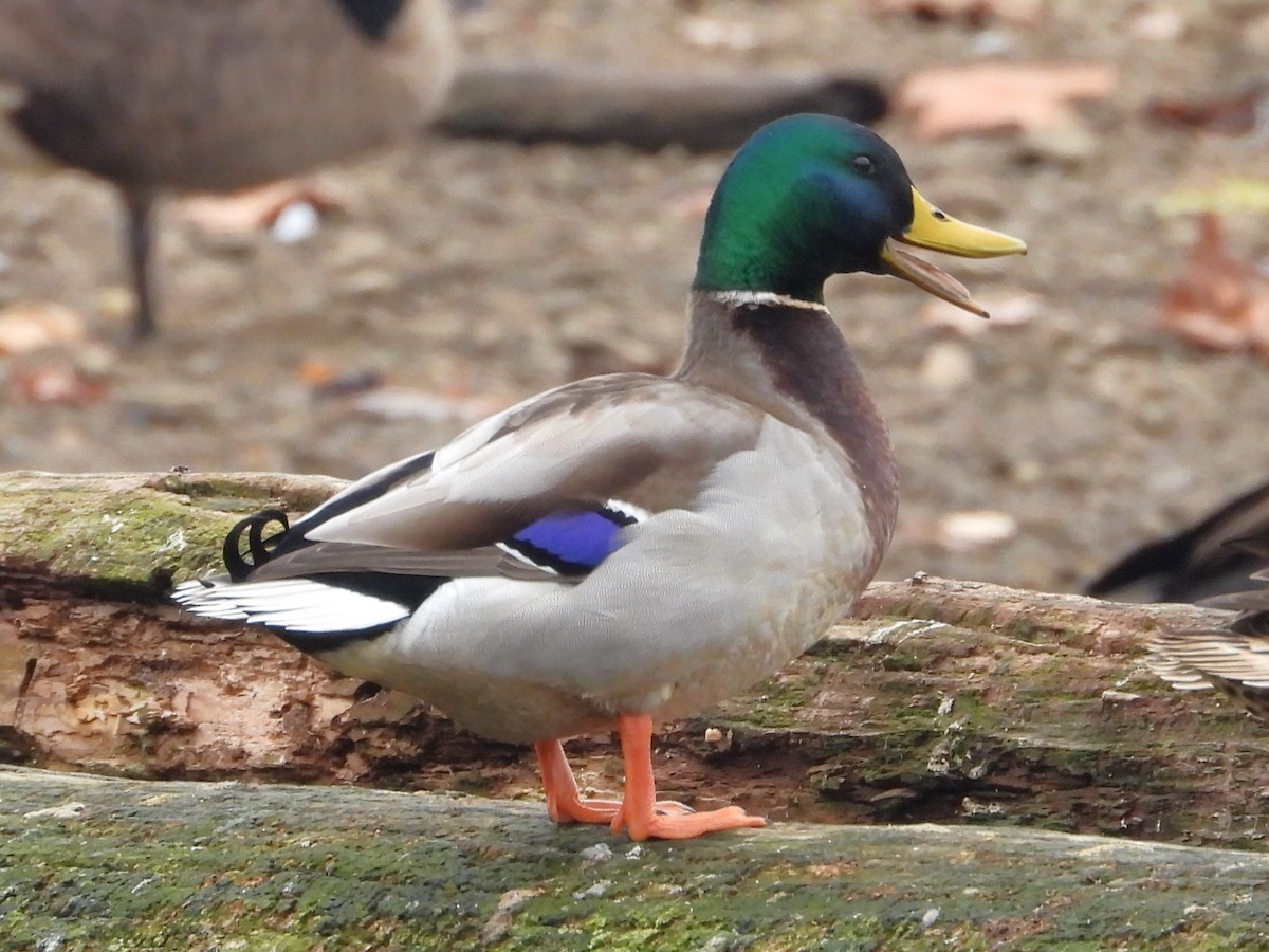 kachna divoká - ML645559820