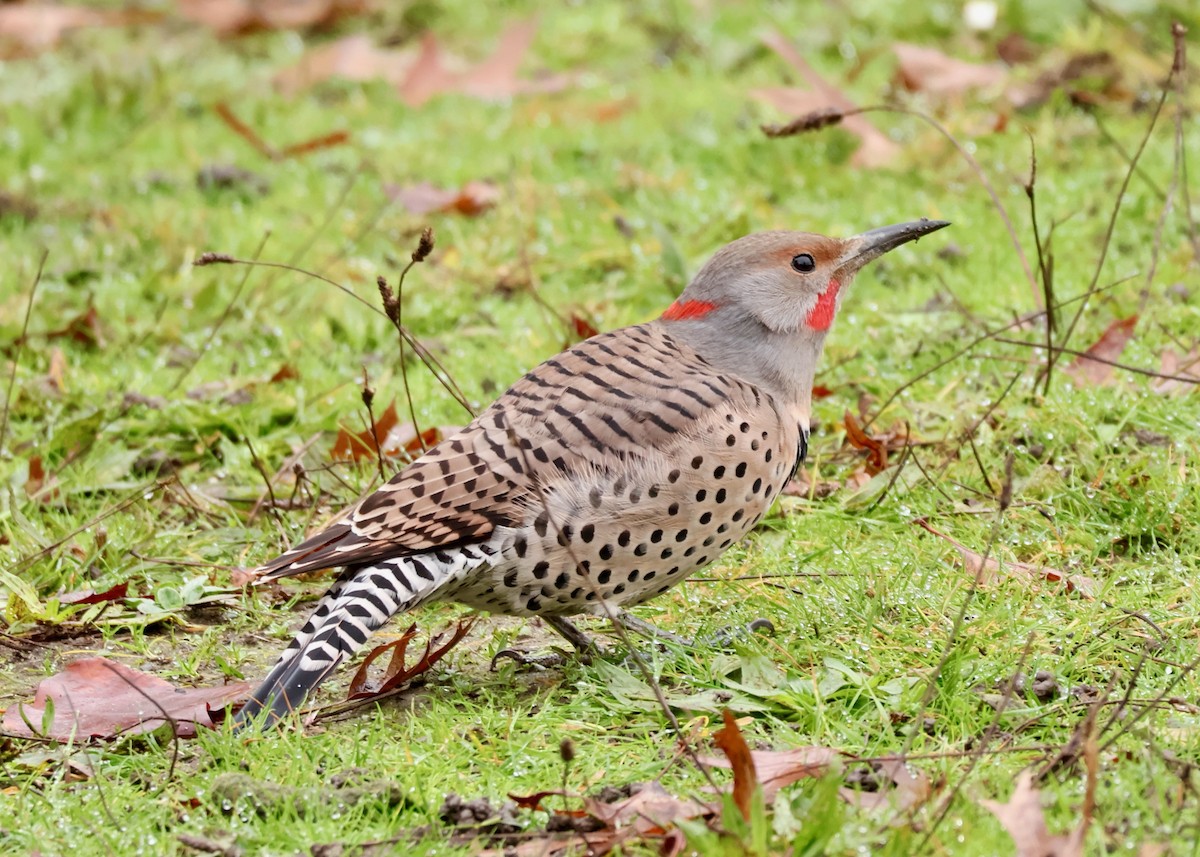 datel zlatý (ssp. luteus x cafer) - ML645559823