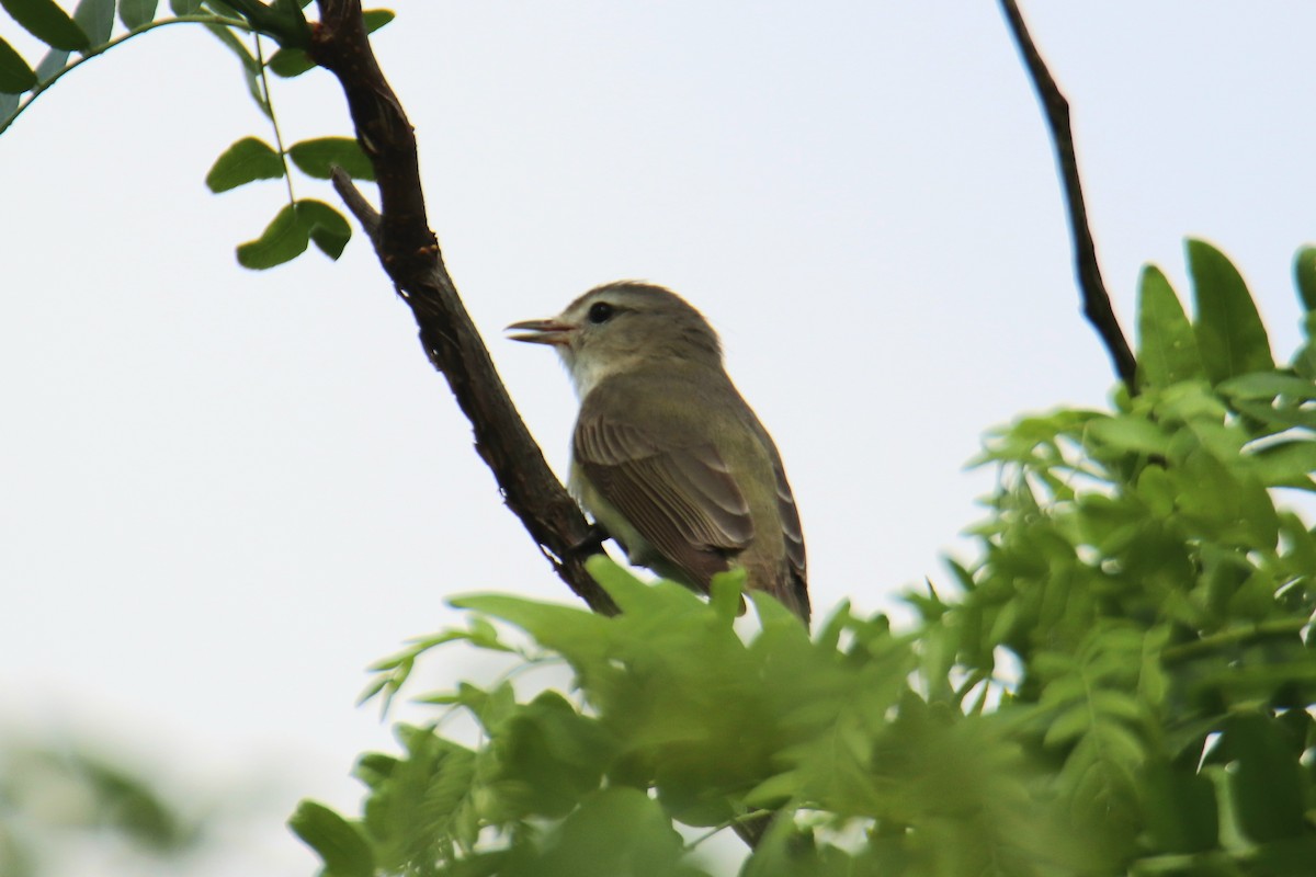 zelenáček švitořivý - ML645559824