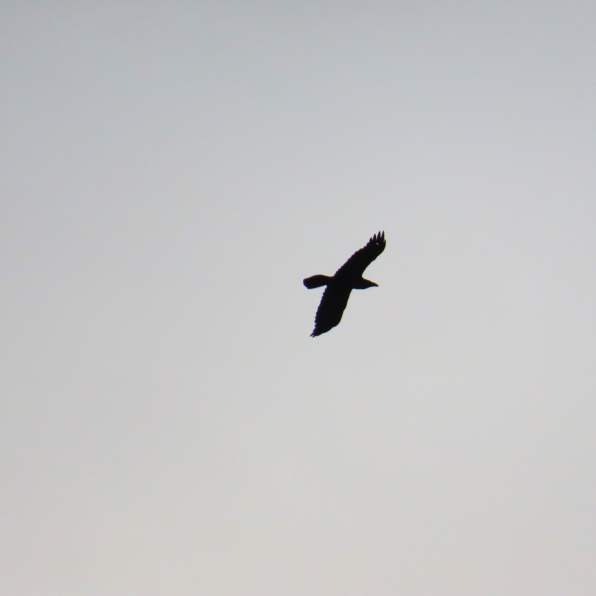 krkavec velký - ML645559825