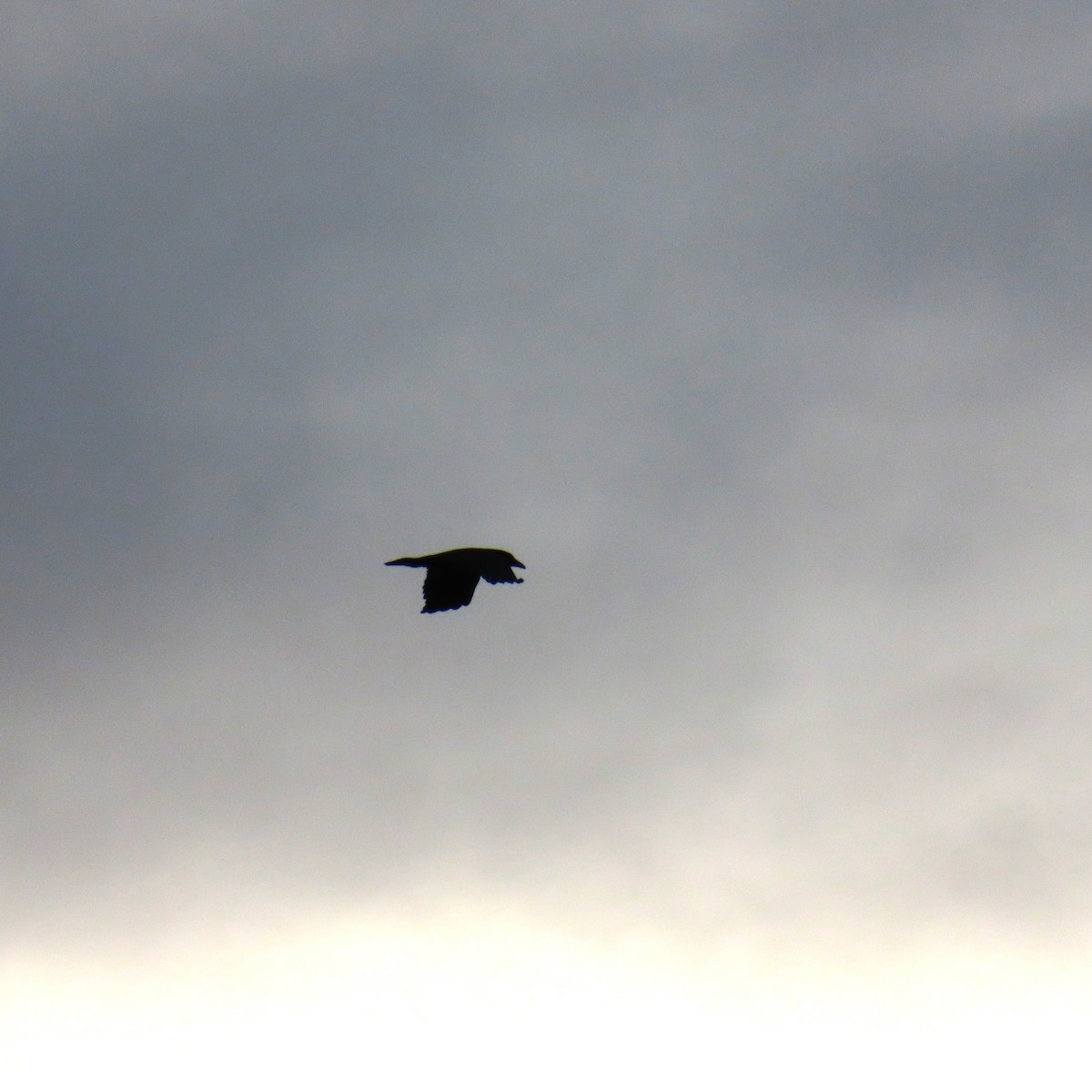 krkavec velký - ML645559826