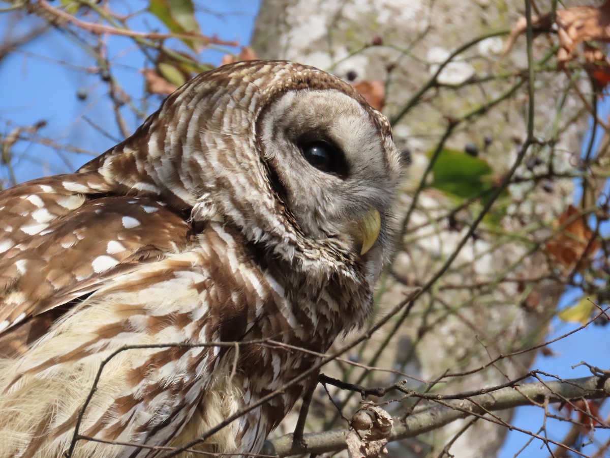 Barred Owl - ML645559833