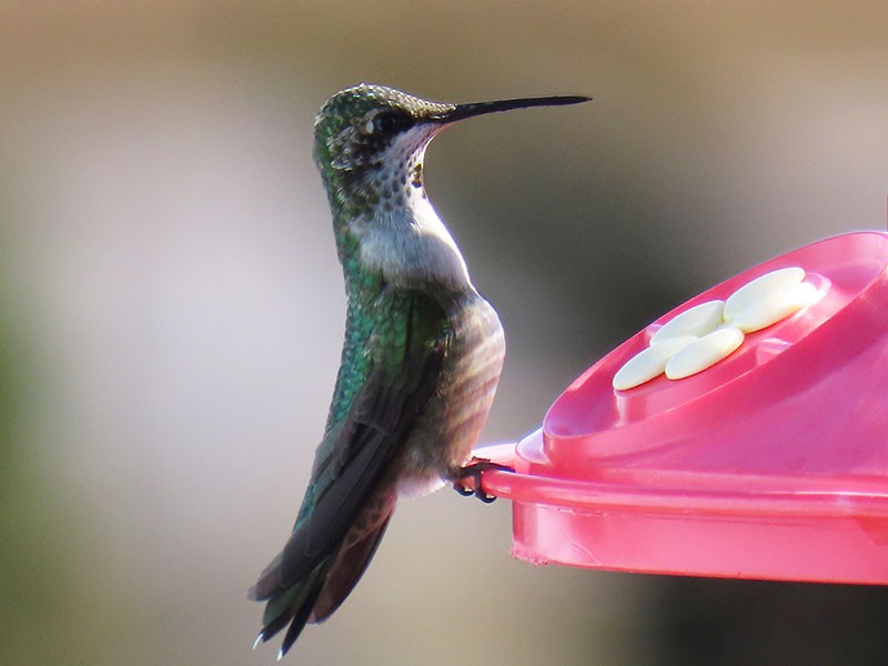 Колібрі рубіновогорлий - ML645559835