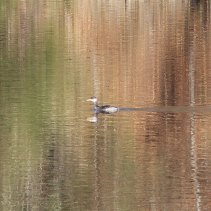 Red-necked Grebe - ML645559846