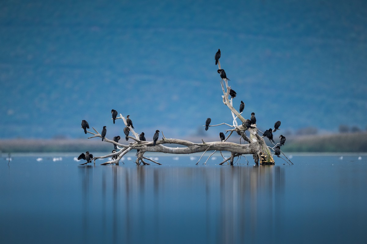 Ubarroi txikia - ML645559852