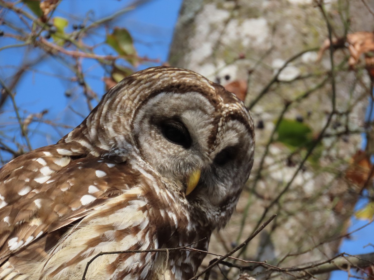 Barred Owl - ML645559855