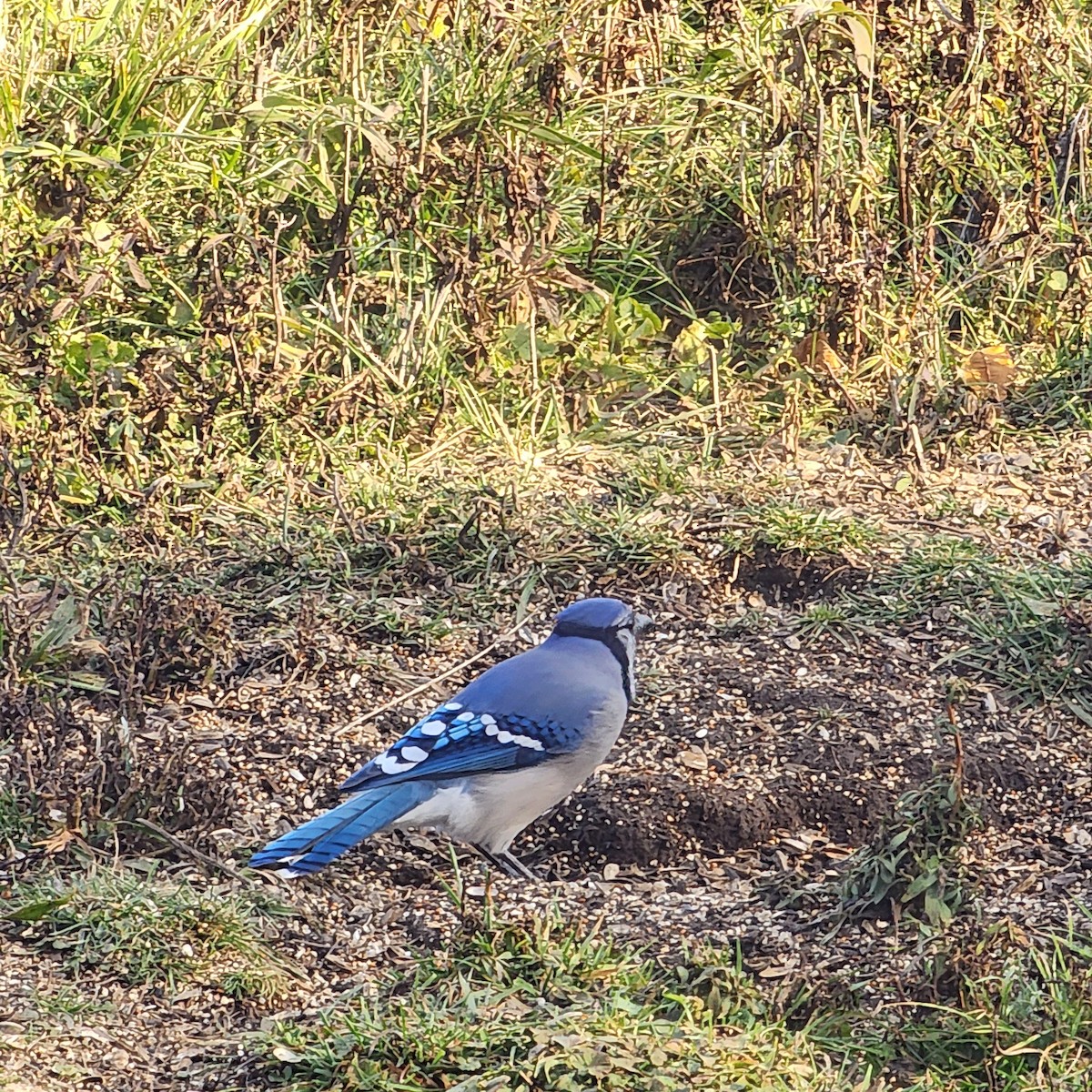 Blue Jay - ML645559859