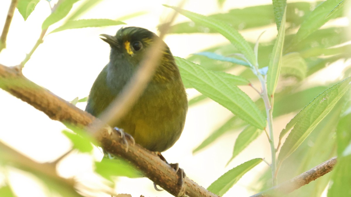 Taiwan Liocichla - ML645559863