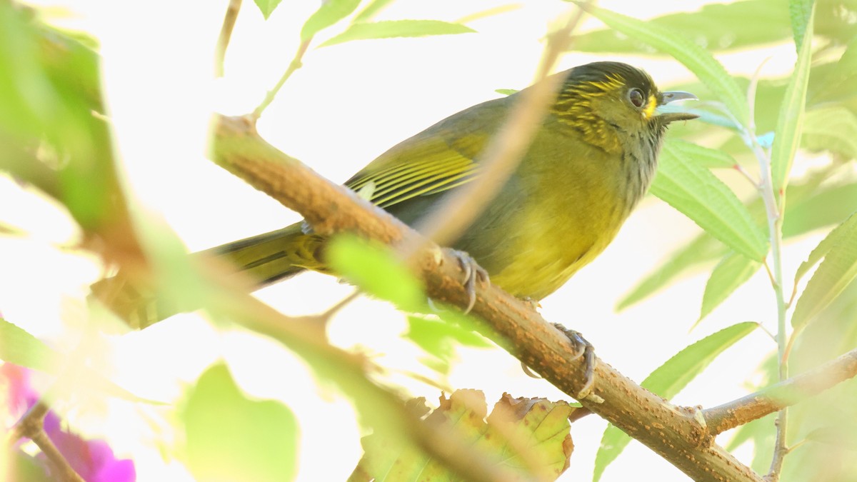 Taiwan Liocichla - ML645559865