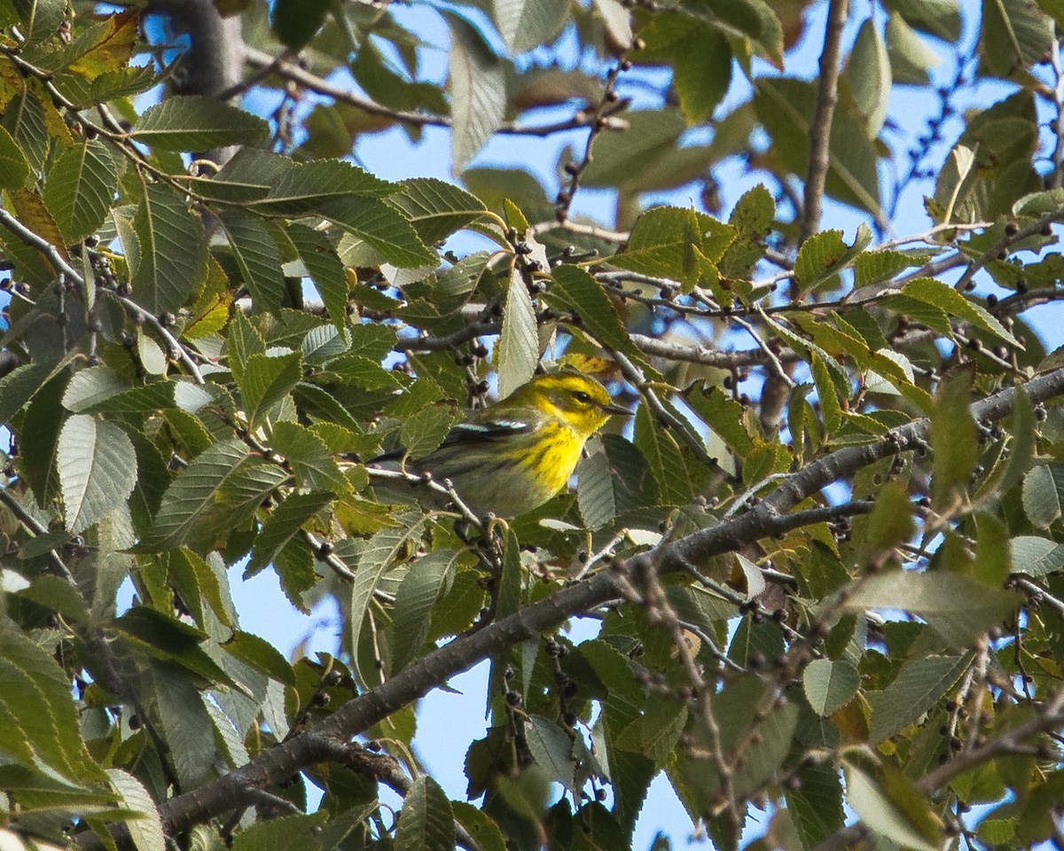 Townsend's Warbler - ML645559895
