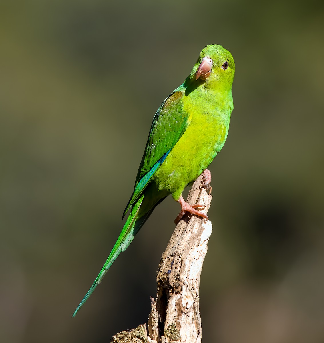Plain Parakeet - ML645559912