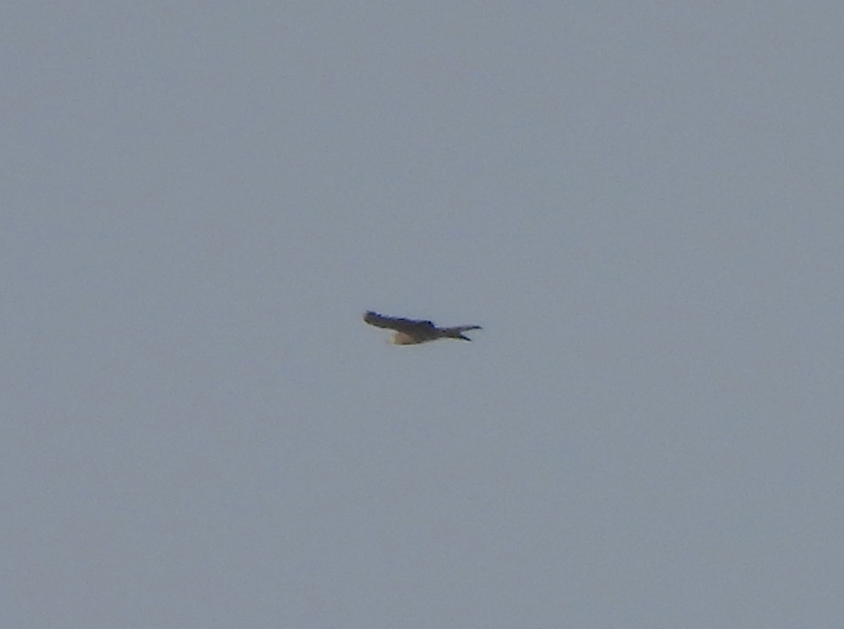 Hook-billed Kite - ML645559929