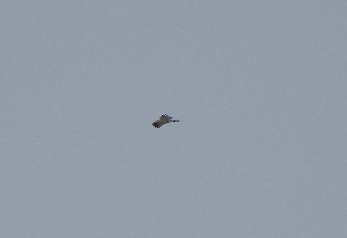 Hook-billed Kite - ML645559930