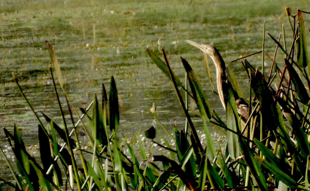 Бугай американський - ML645559932