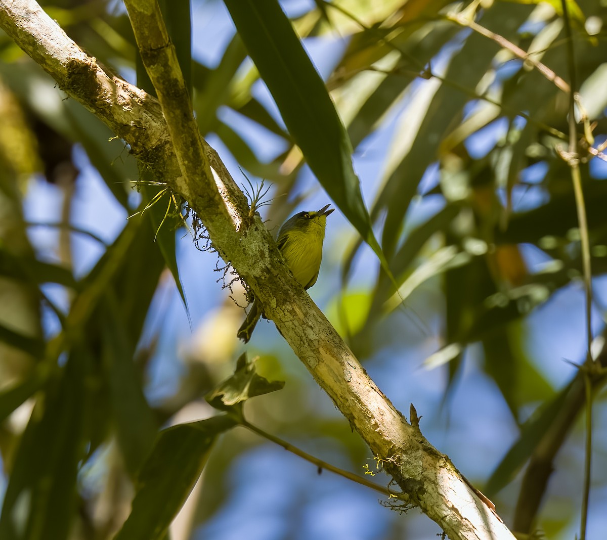 Gray-headed Tody-Flycatcher - ML645559933