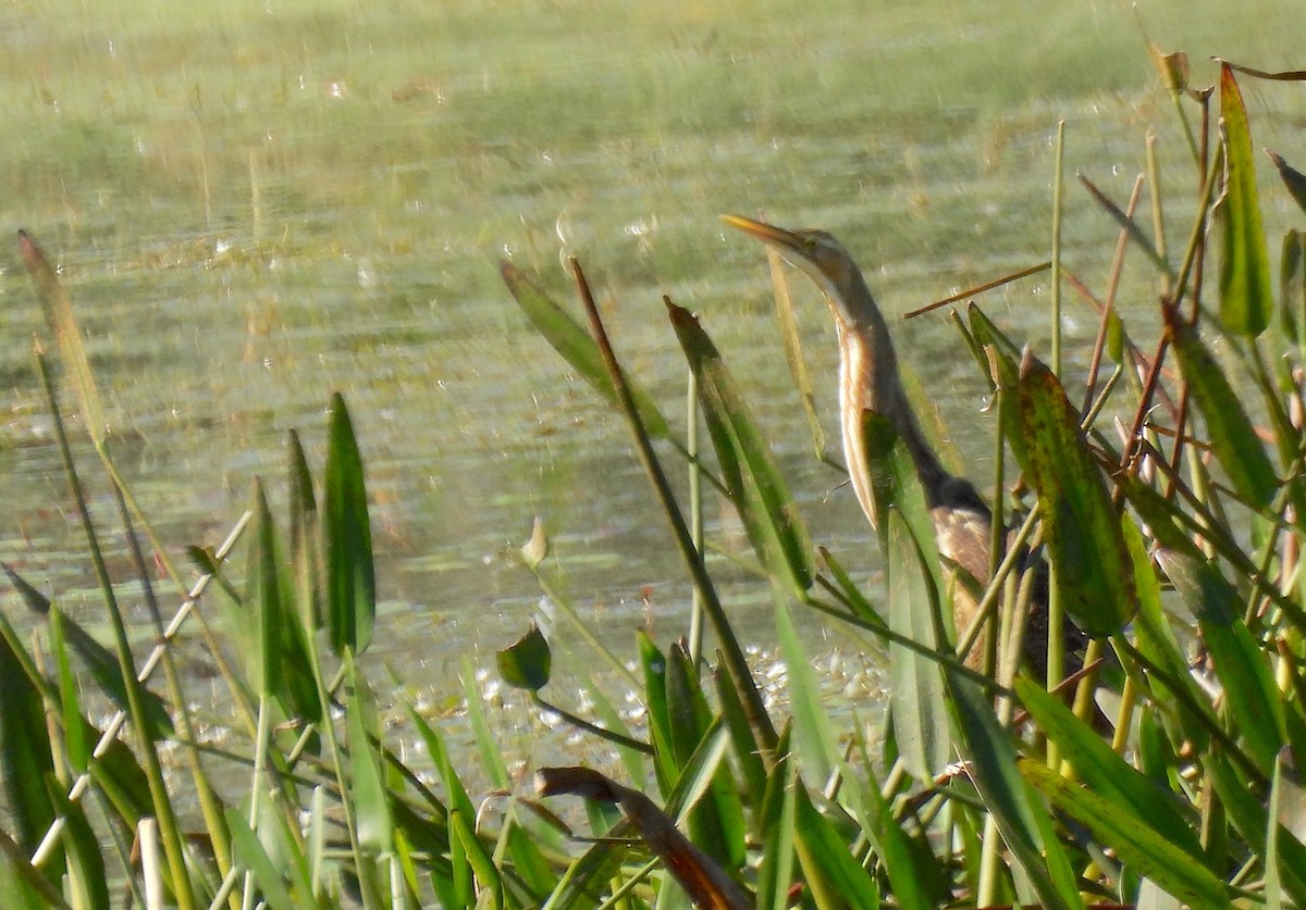 Бугай американський - ML645559934