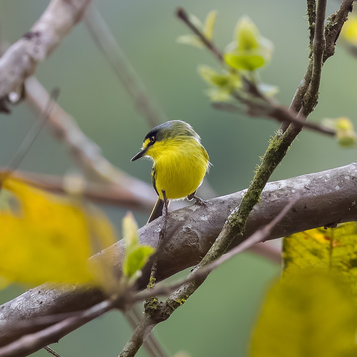 Gray-headed Tody-Flycatcher - ML645559937