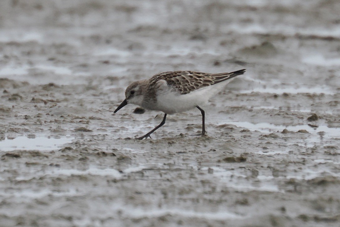 Küçük Kumkuşu - ML645559940