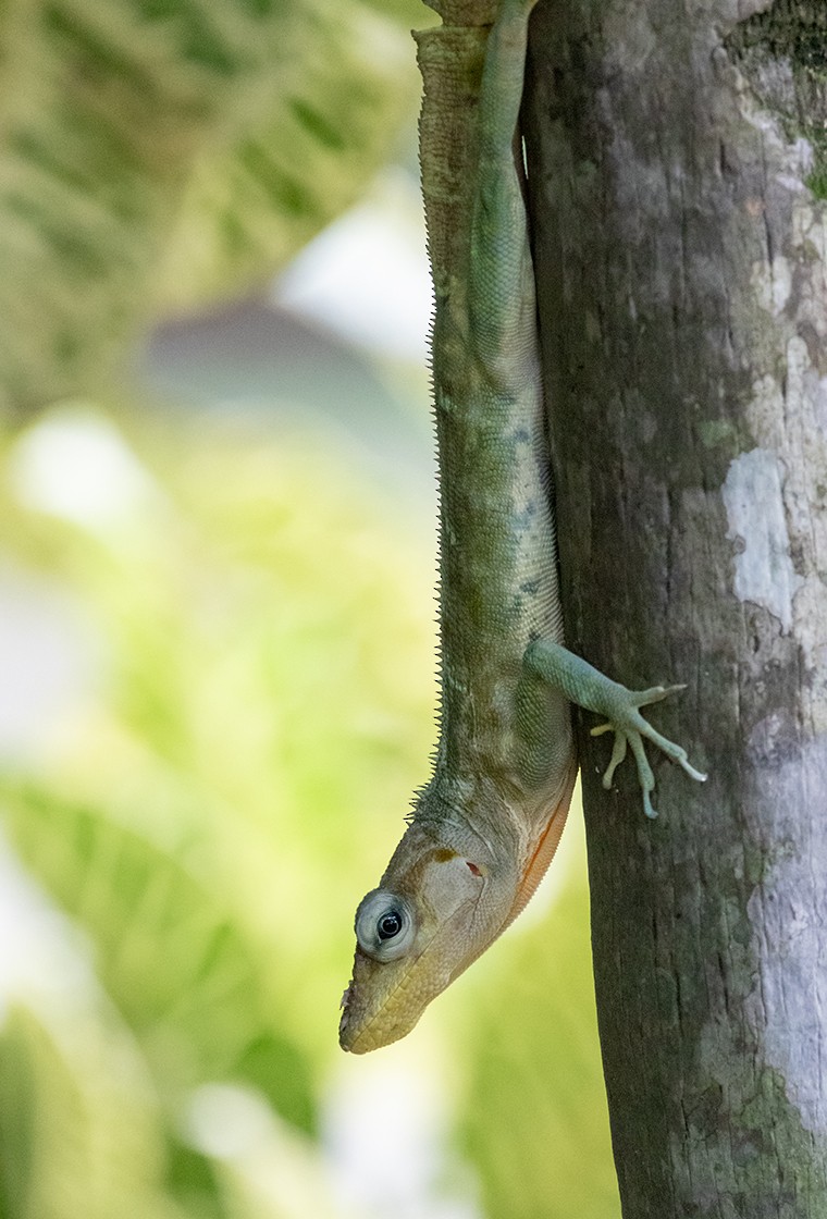 Dominican giant anole - ML645559944